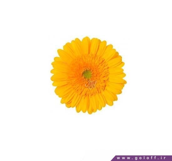 قشنگترین شاخه گل - گل ژربرا پمپی - Gerbera | گل آف
